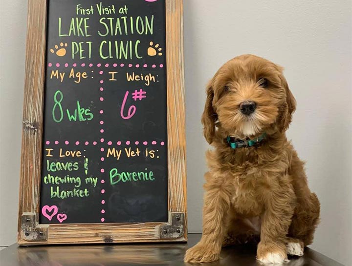 what do i need for my puppys first vet visit