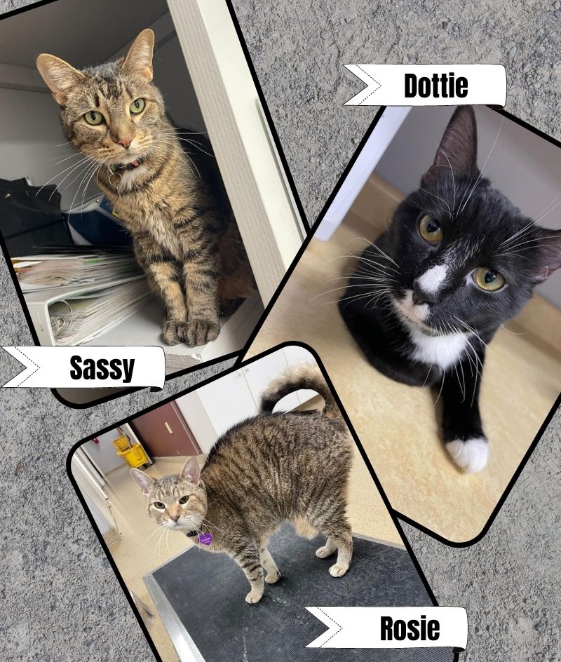 Rosie, Sassy, & Dottie