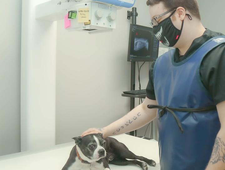 Pet Digital Radiology